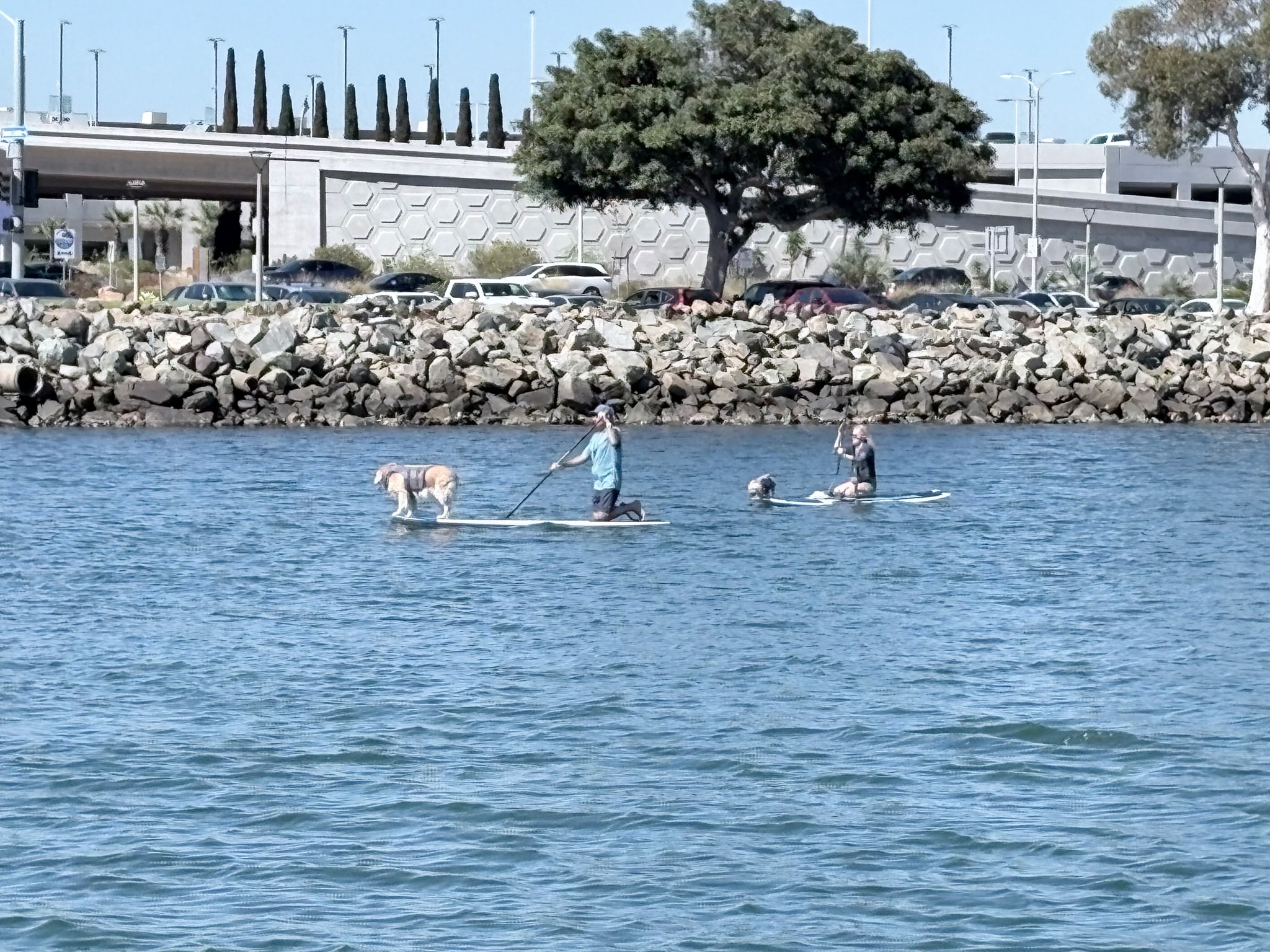Dogs Afloat